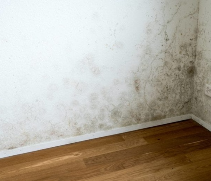 Drywall mold build up